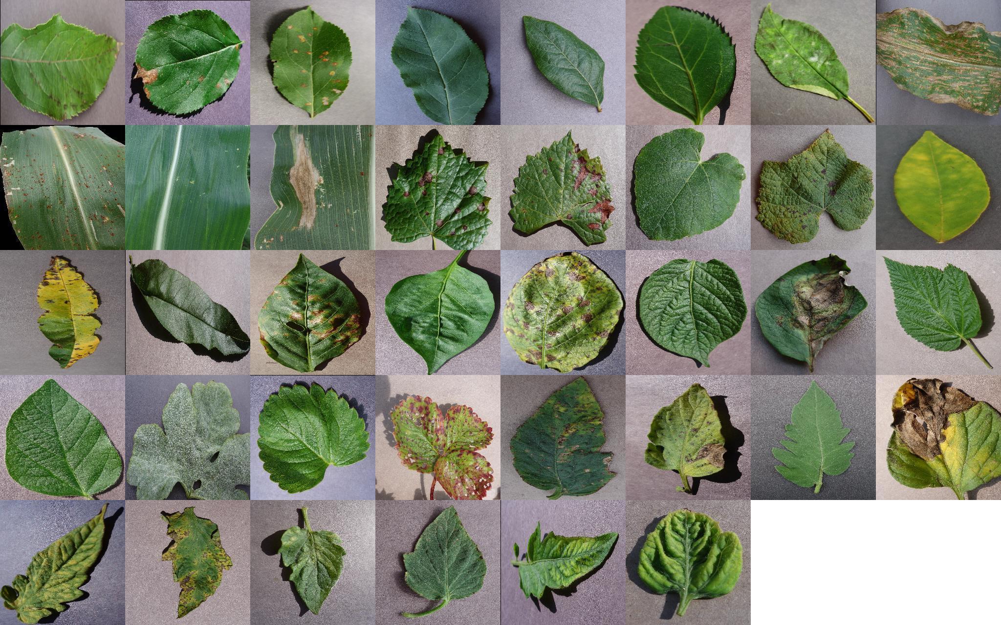 Sample leaf images from the dataset